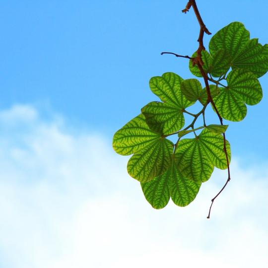 Heizen mit einer Luftwärmepumpe - Bild von publicdomainpictures auf Pixabay Heizen mit einer Luftwärmepumpe