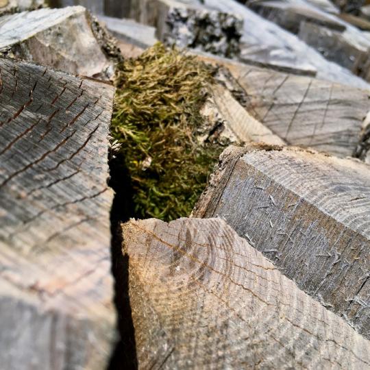 Stückholz - Bild von Jakob Günther Stückholz